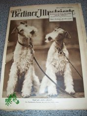 41/1953 SIND WIR NICHT SCHN? EIN DRAHTHAARFOX TERRIER PRCHEN
