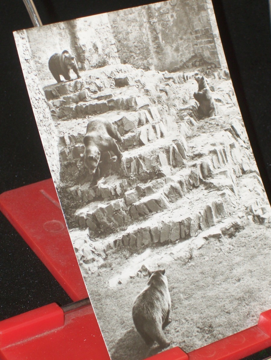 Artikelbild 1 des Artikels “Torgau, im Bärenfreigehege von Schloß Hartenfels, 1974 “