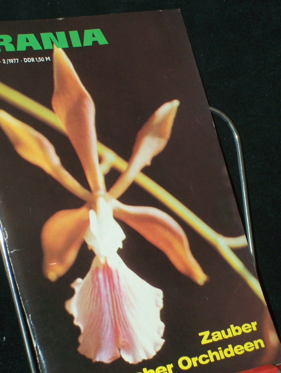 Artikelbild 1 des Artikels “2/1977, Zauber kubanischer Orchideen, Prof. Dr. Dr. H.-J. Treder Prof. Dr. R. Meinhold, Dr. L. Gindarf, Dr. B. Preuß Prof. Dr. R. Dober Dr, F. Fichtner, Dr. K.-H. Morstein Prof. Dr. H. König Dr. M. Rudolph G. Scholz W. Shwirblis Prof. Dr. H “