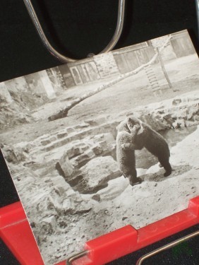 Artikelbild des Artikels “Torgau, im Bärenfreigehege von Schloß Hartenfels, 1974 “