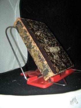 Artikelbild des Artikels “Gedichte “